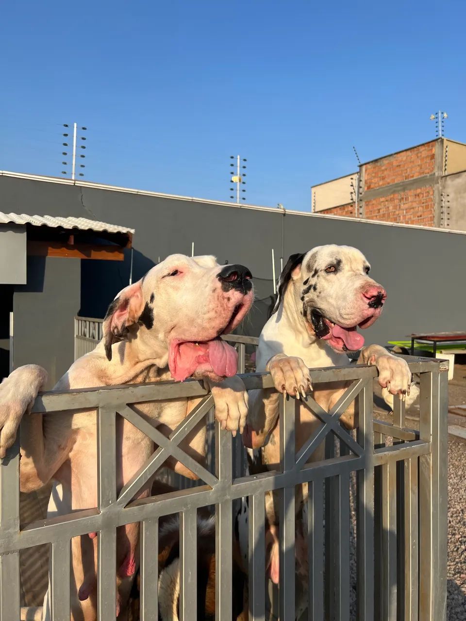Dogue alemão 