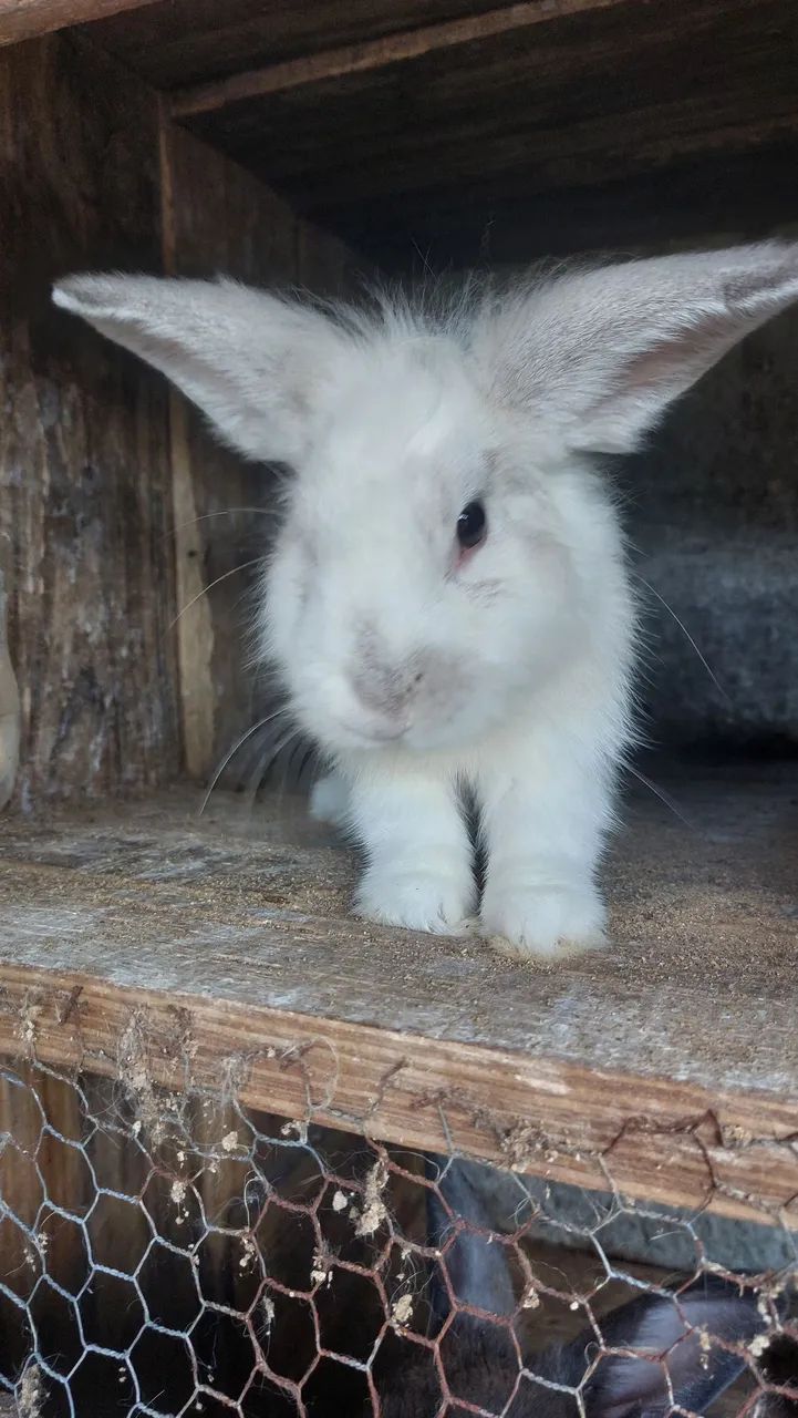 Mini Coelho Branco e Cinza Lion Head Disponível  - Foto 3