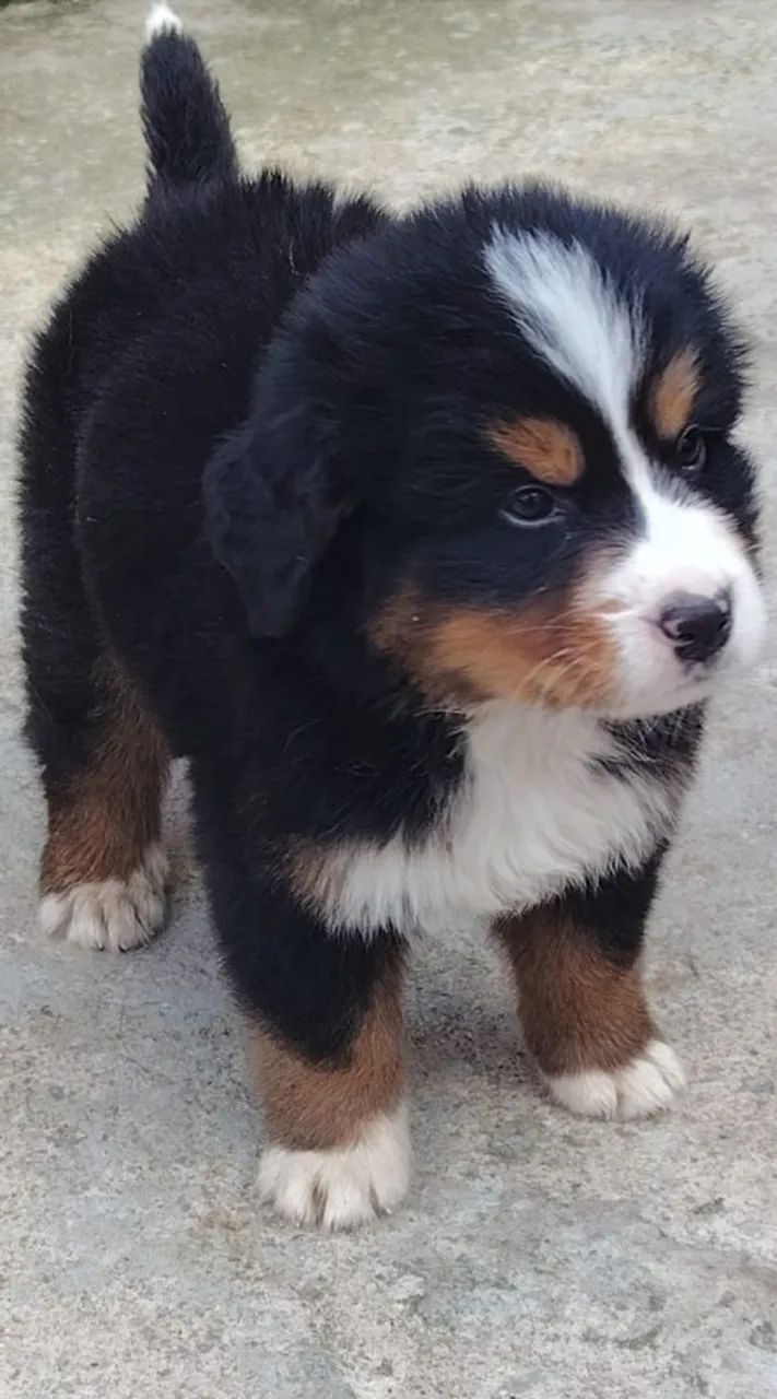 Bernese  - Foto 2