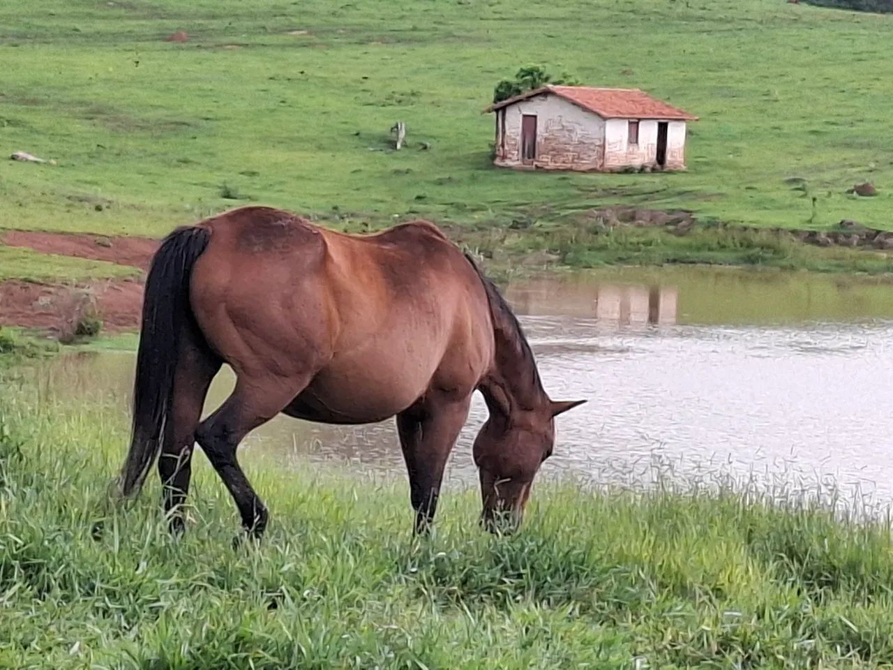 Quarto de Milha - Foto 4