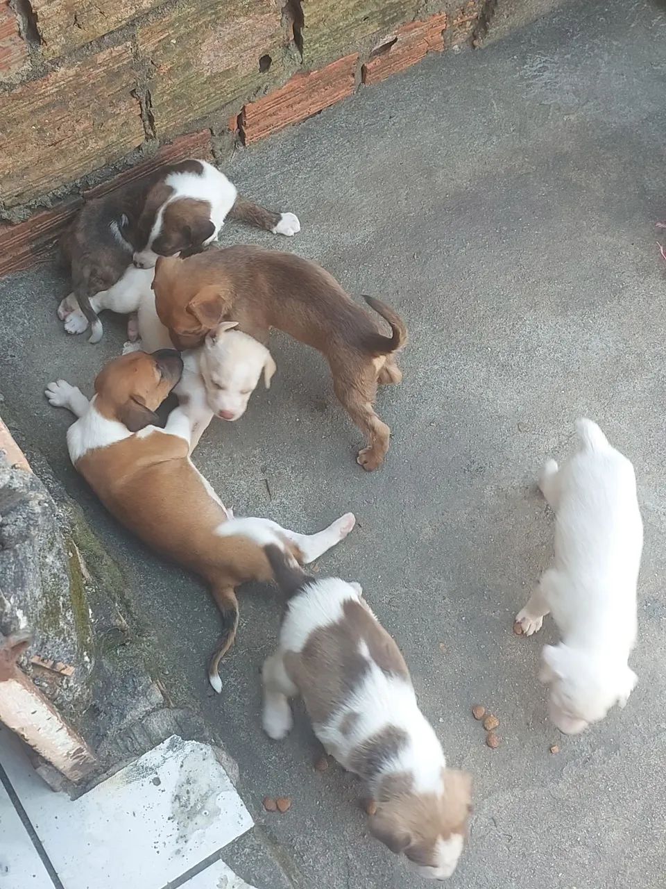 Doação de Cães  - Foto 4