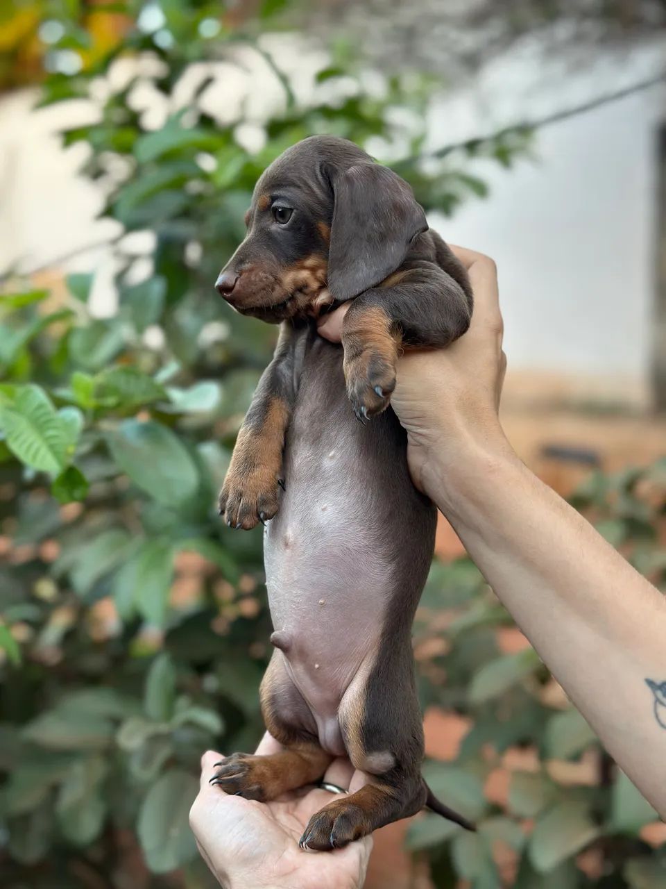 Dachshund/cofap macho chocolate  - Foto 5