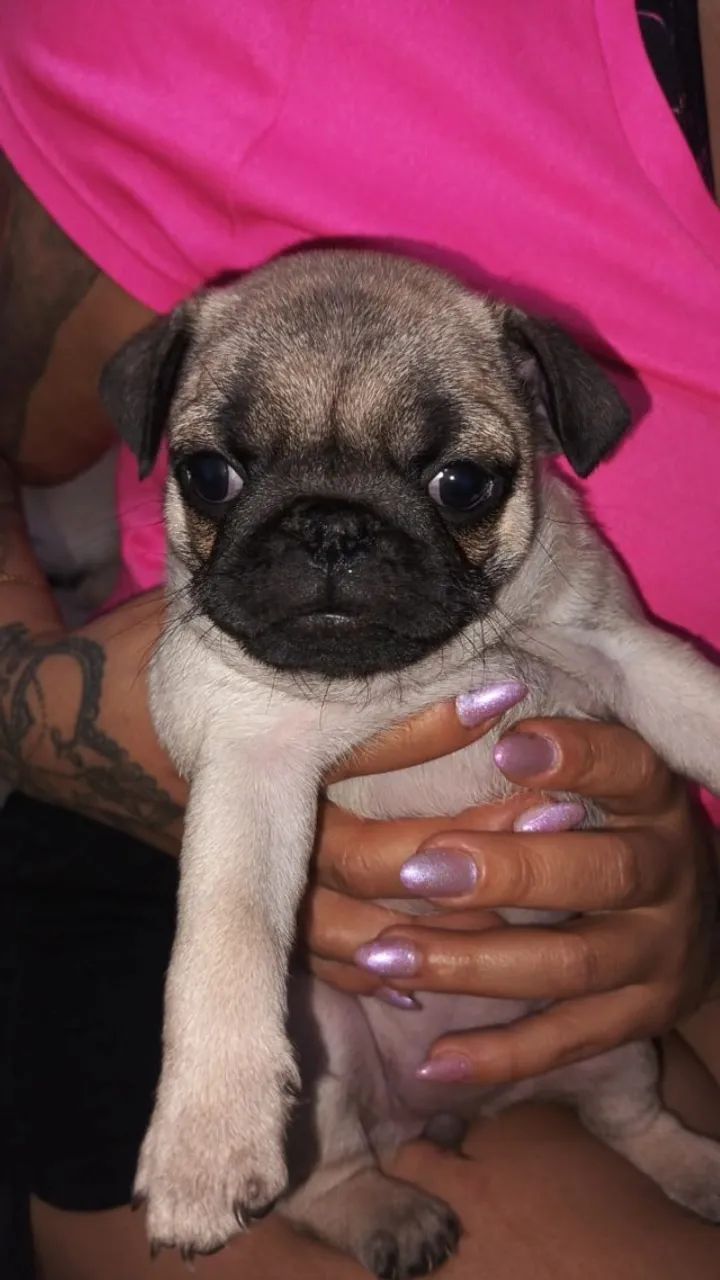 Cachorro - Foto 4