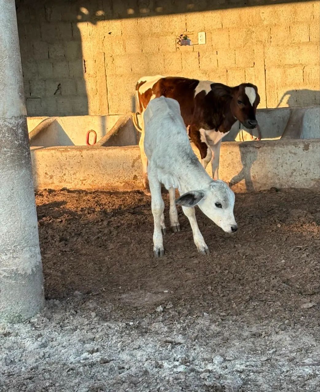 Bezerra mansa a venda  - Foto 2