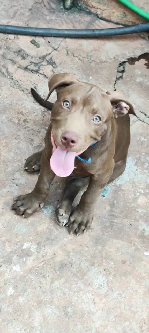 Cachorro  - Foto 5