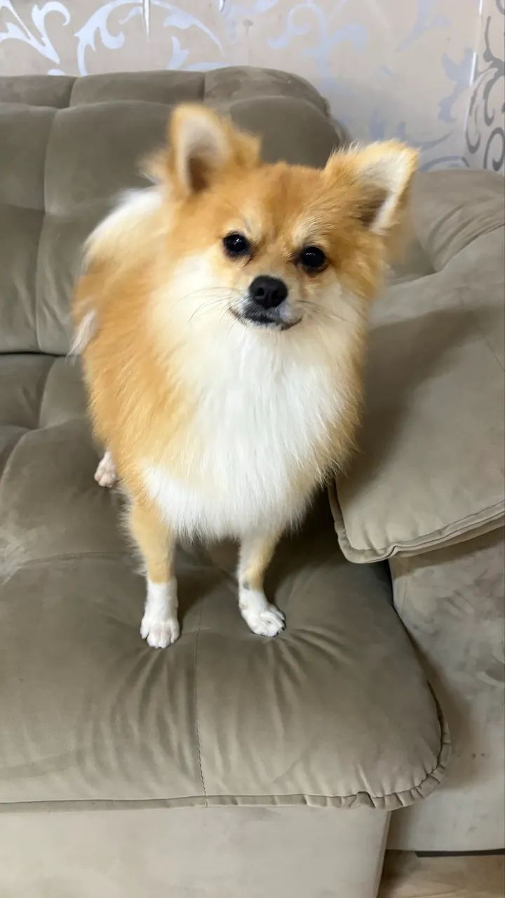 Spitz Alemão Macho Laranja com Pedigree e Vacinas - Foto 4