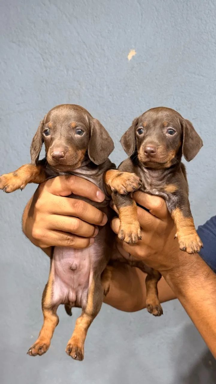 Dachshund Macho Chocolate  - Foto 5