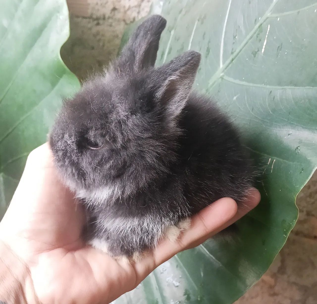 Coelho angora  - Foto 4