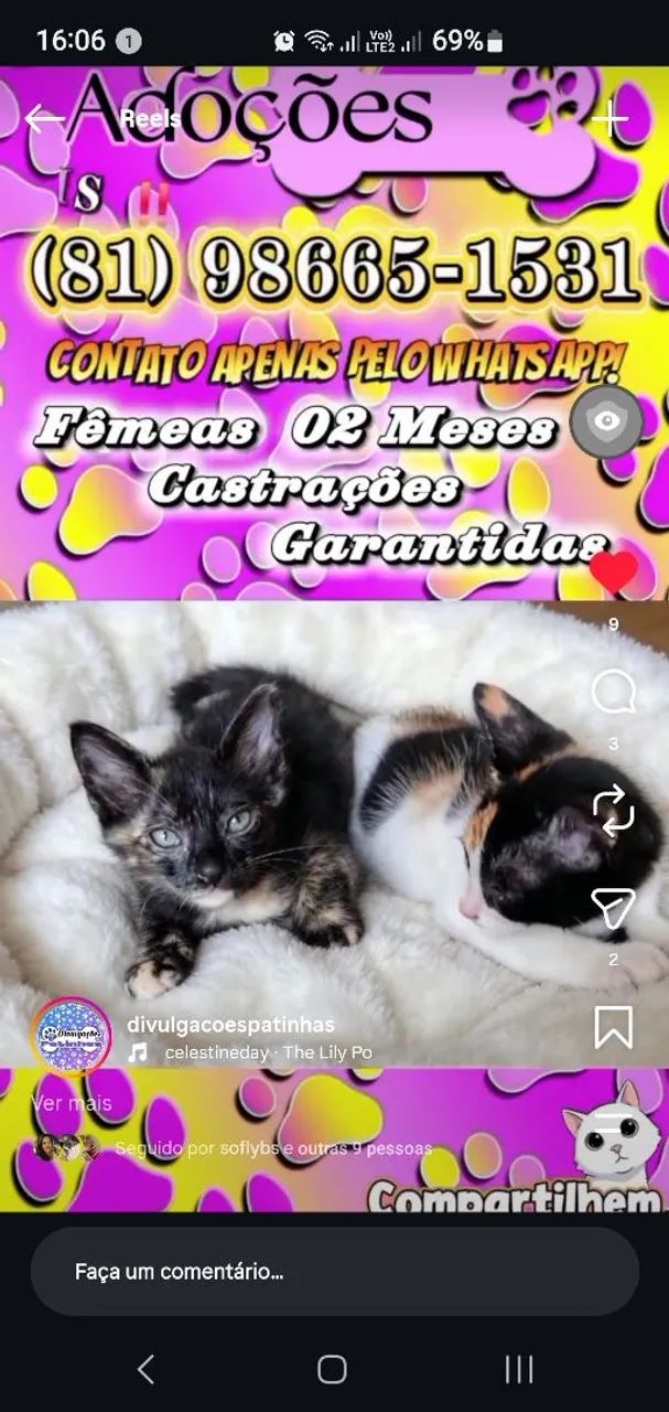 Adoção de gatinhas! 