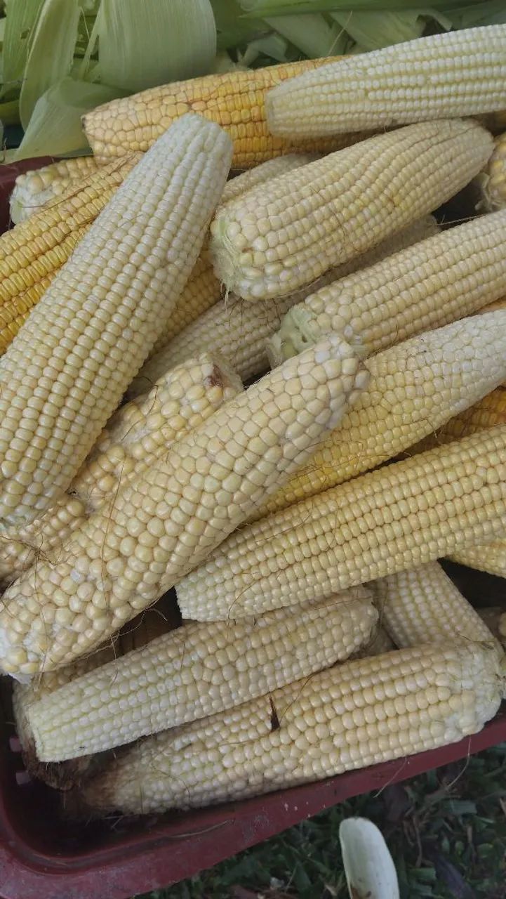 Milho Verde Sem Casca - Direto da Roça! 6 por R$5 - Foto 2