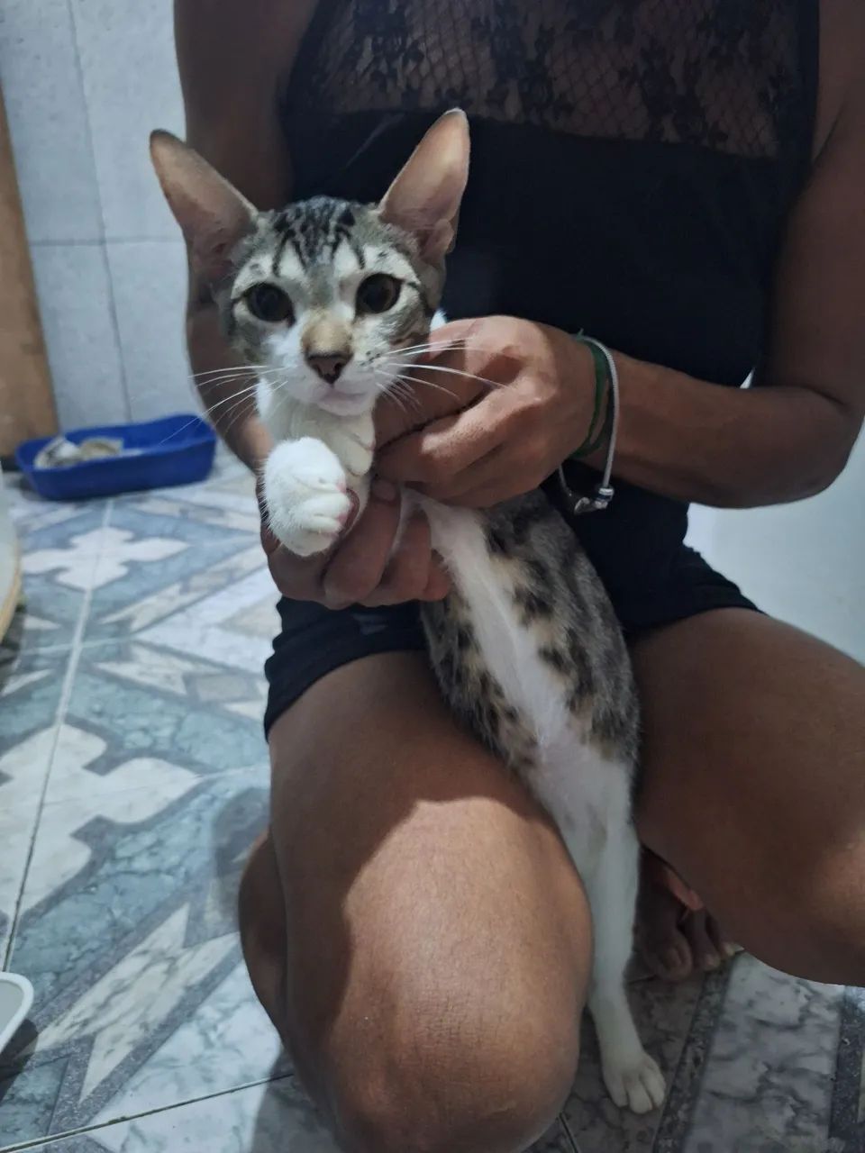 Doação de Gato Macho