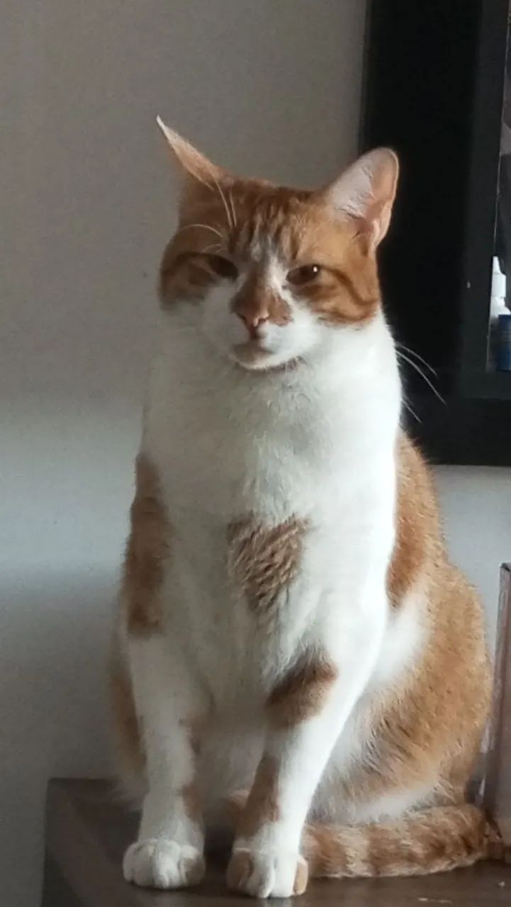 Doa -se Gatos  - Foto 5