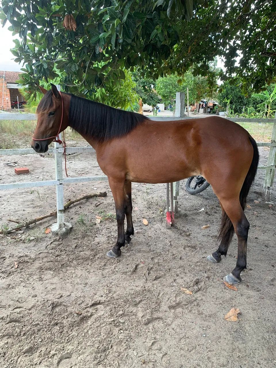 Vendo potra Mangalarga 