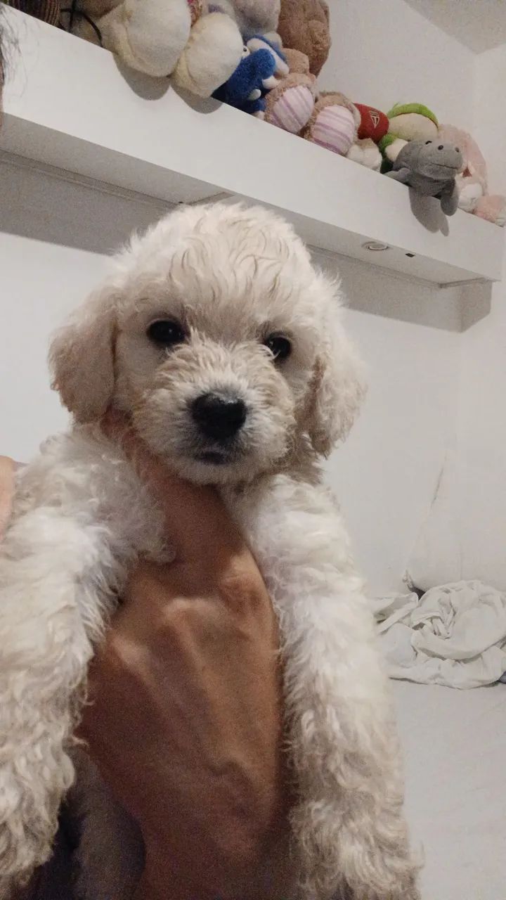Filhotes de Poodle  - Foto 4