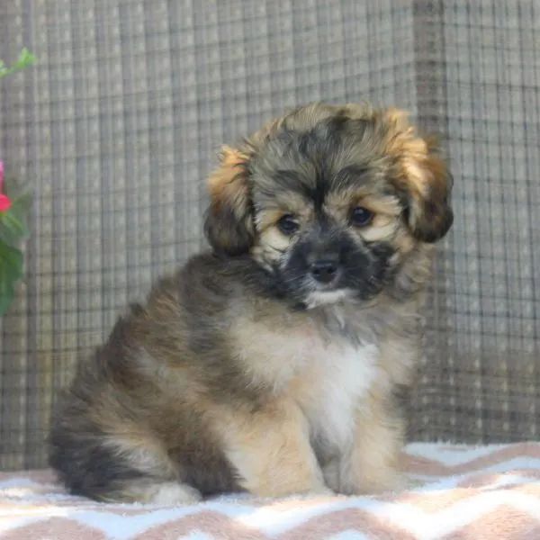 poodle x maltes  - Foto 2