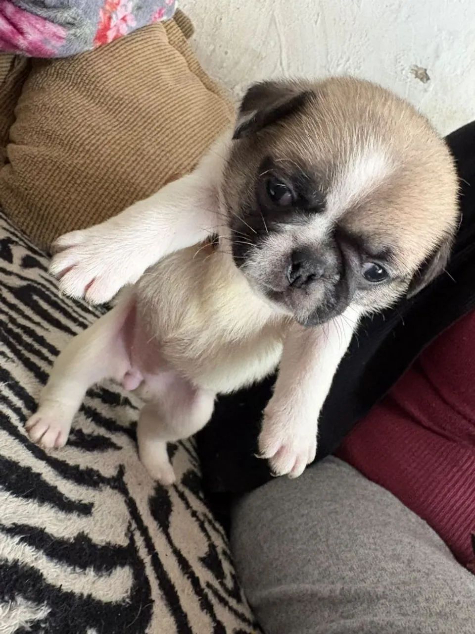 Filhotes de Pug - Foto 4