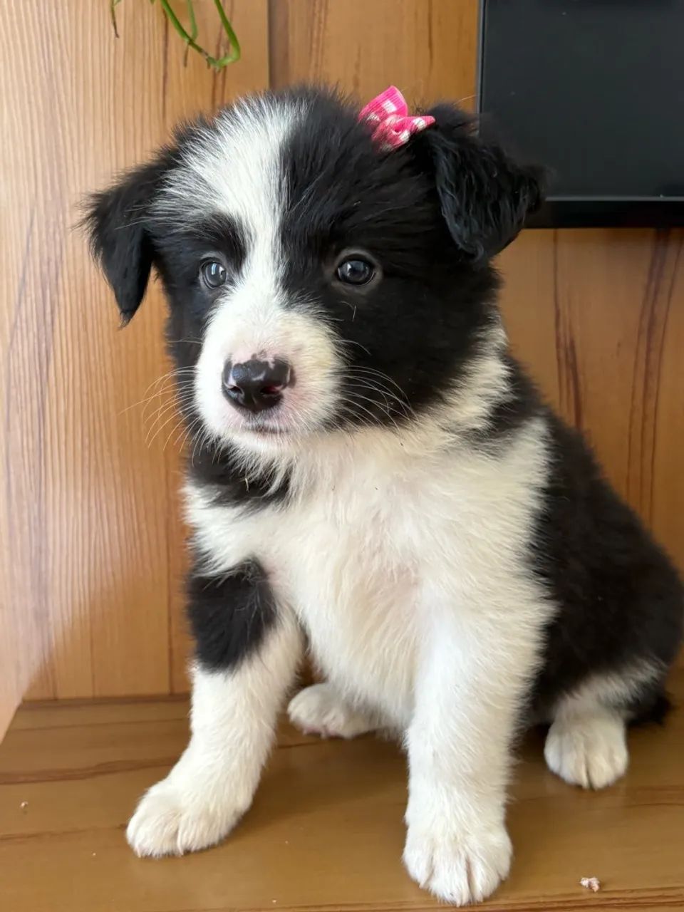 FILHOTES BORDER COLLIE