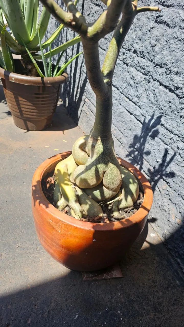Rosa do Deserto