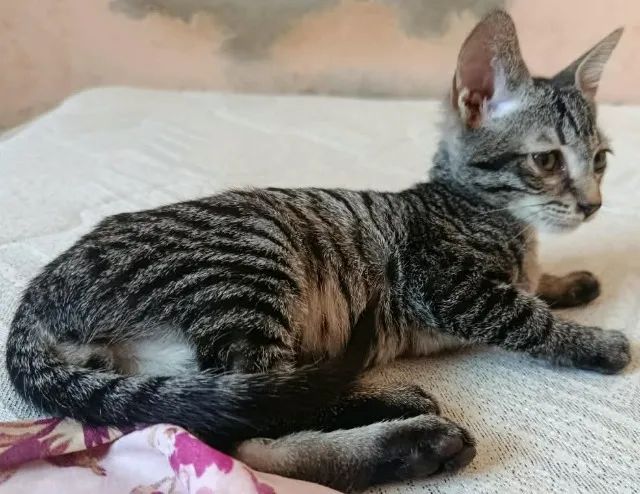Gatinhos para adoção responsável - Foto 3