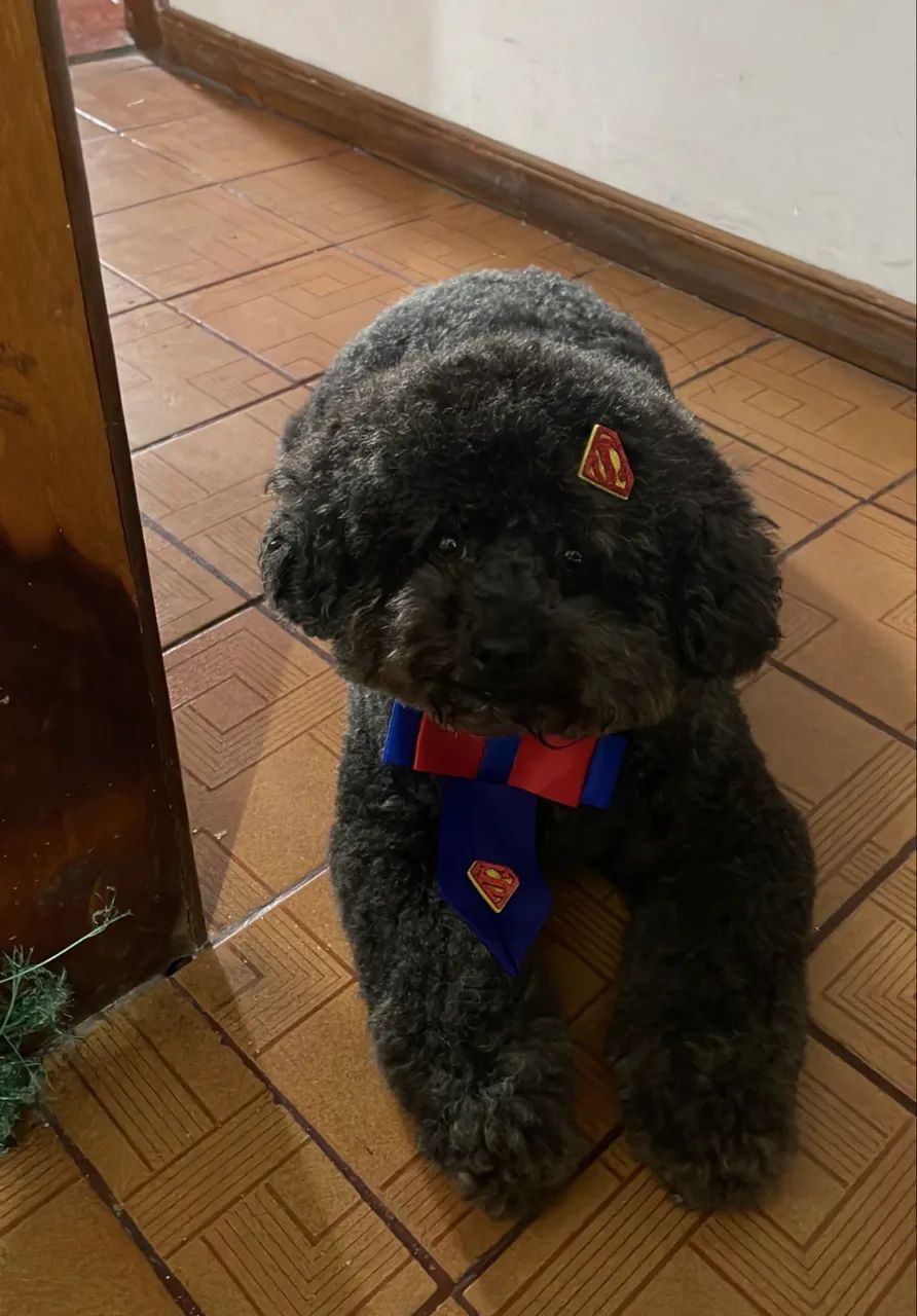DOAÇÃO RESPONSÁVEL POODLE MACHO