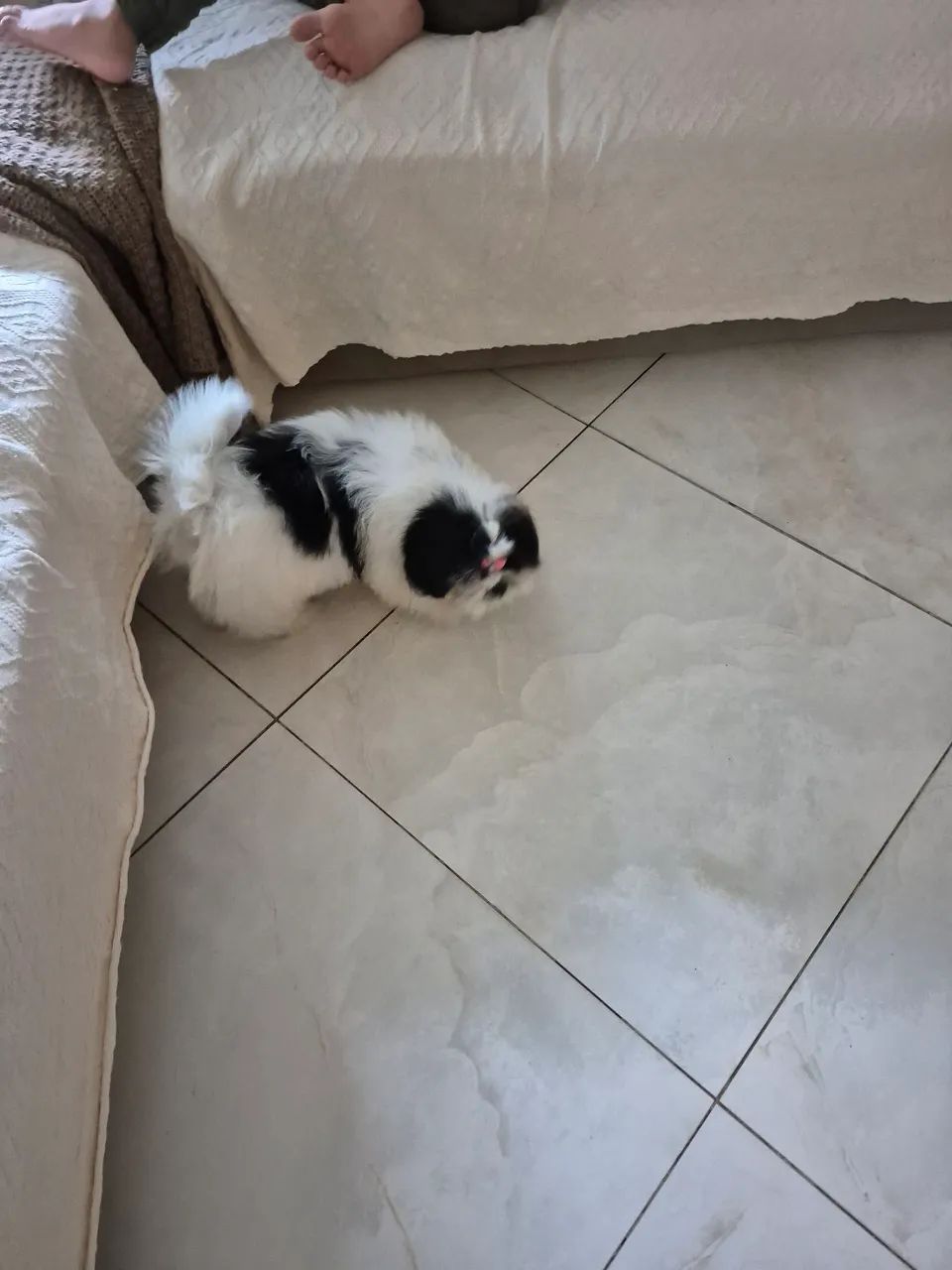 Shih tzu fêmea  - Foto 5