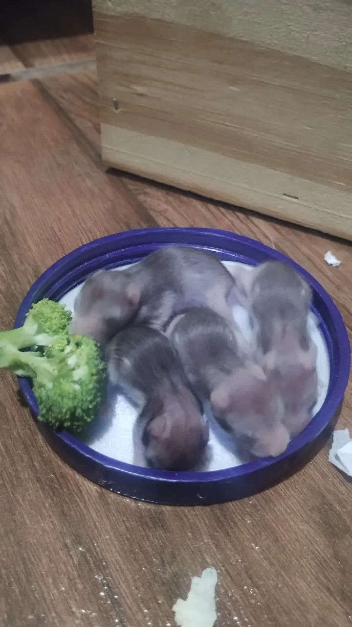 Filhotes de hamster sírio  - Foto 3