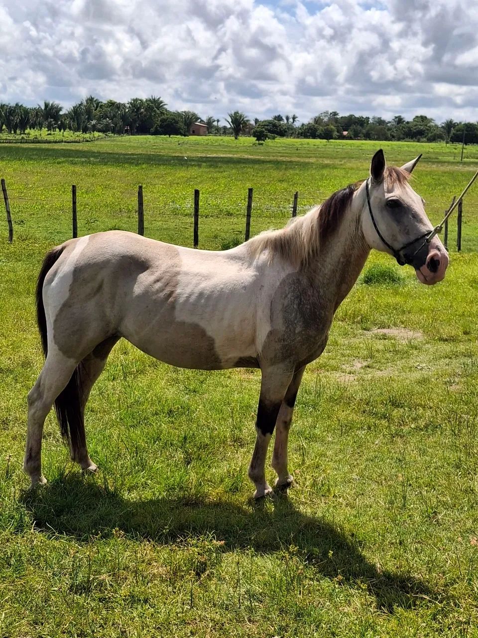 EGUA PAINT HORSE - Foto 5