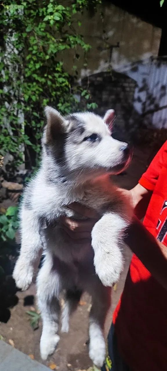 Filhotes de husky - Foto 5