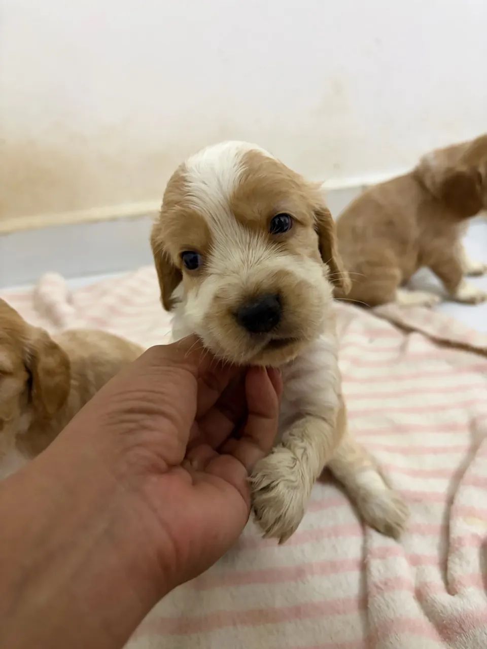 Filhotes Cocker Spaniel - Foto 5