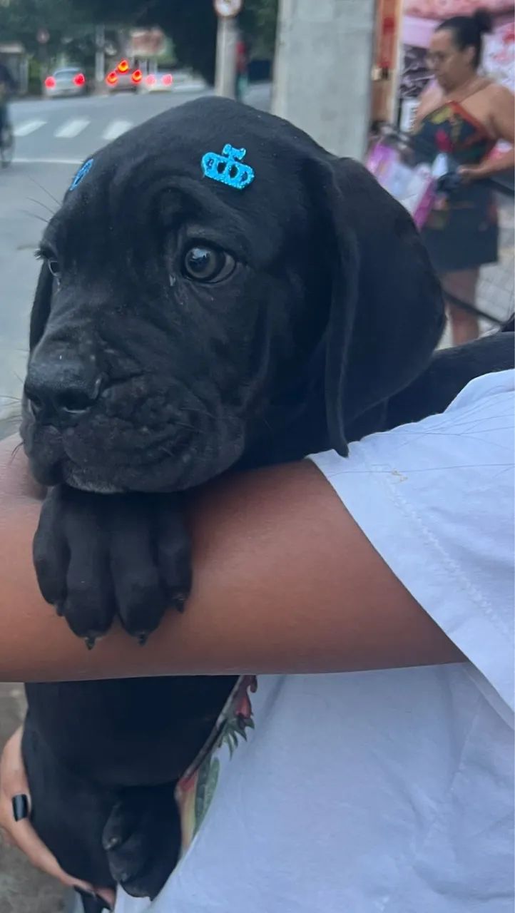 Cane corso  - Foto 2