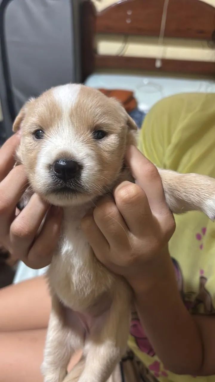 Doação de cachorros