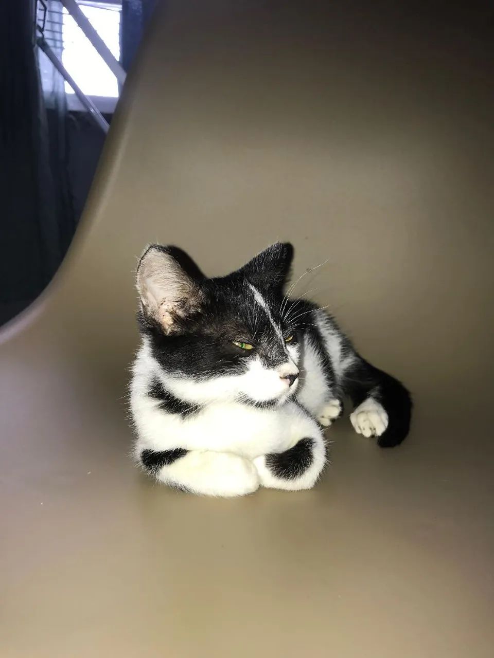 Gatinho Preto e Branco 3 meses - Foto 2