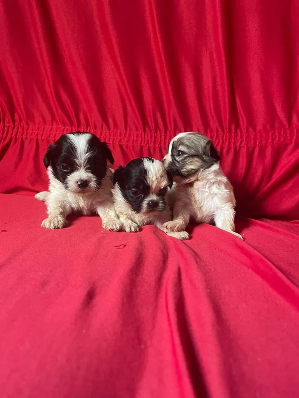 Vendo filhotes de shihtzu - Foto 4