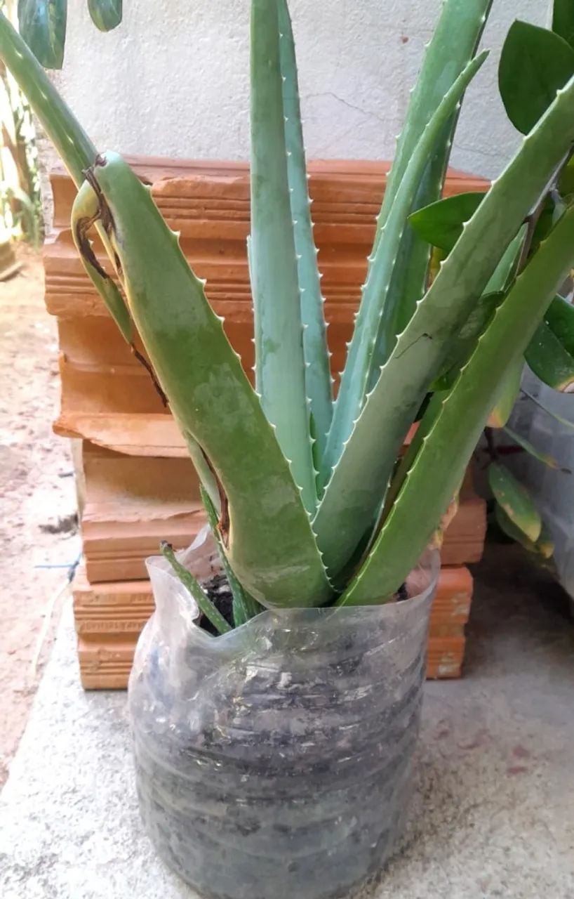 Babosa Gigante  - Foto 3