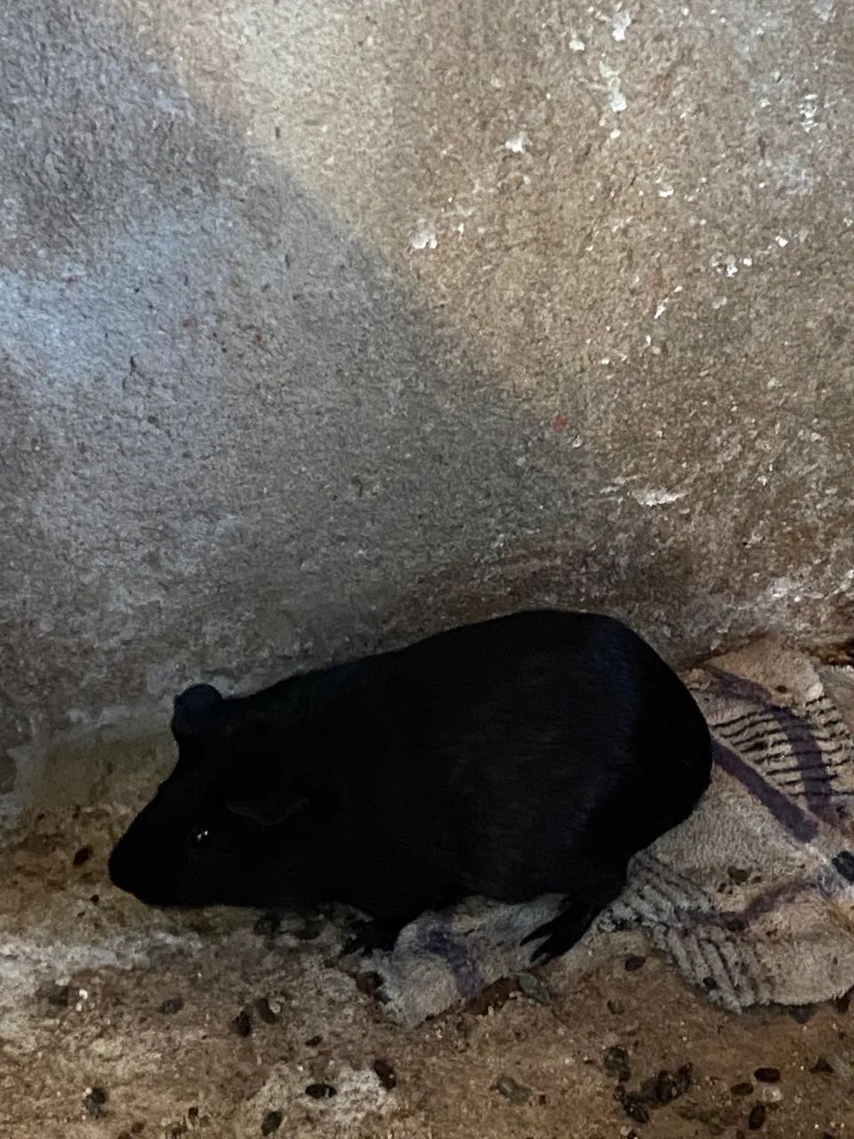 Porquinhos da Índia  - Foto 3