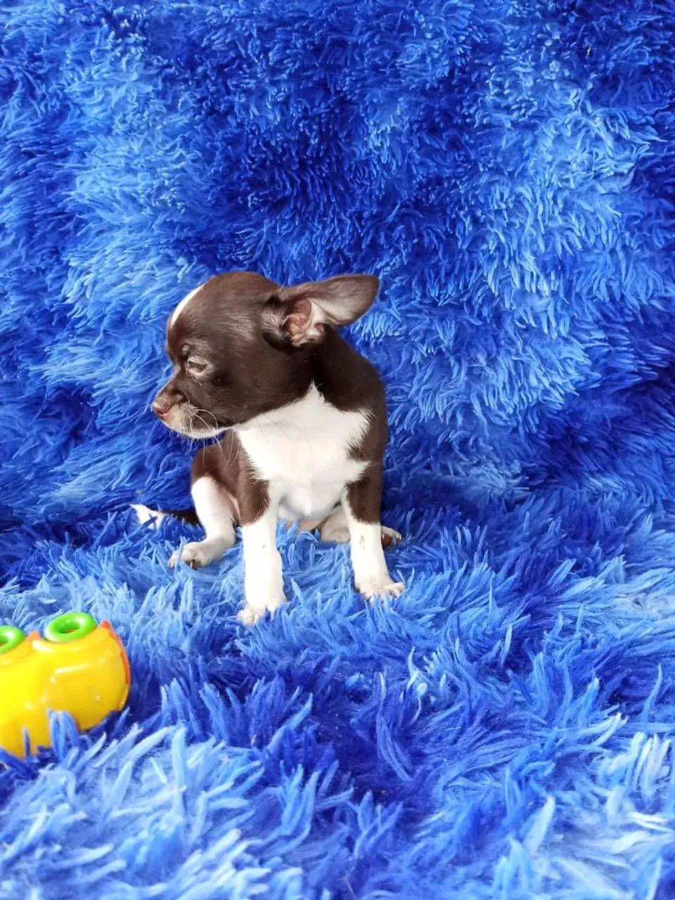 Chihuahua  - Foto 3