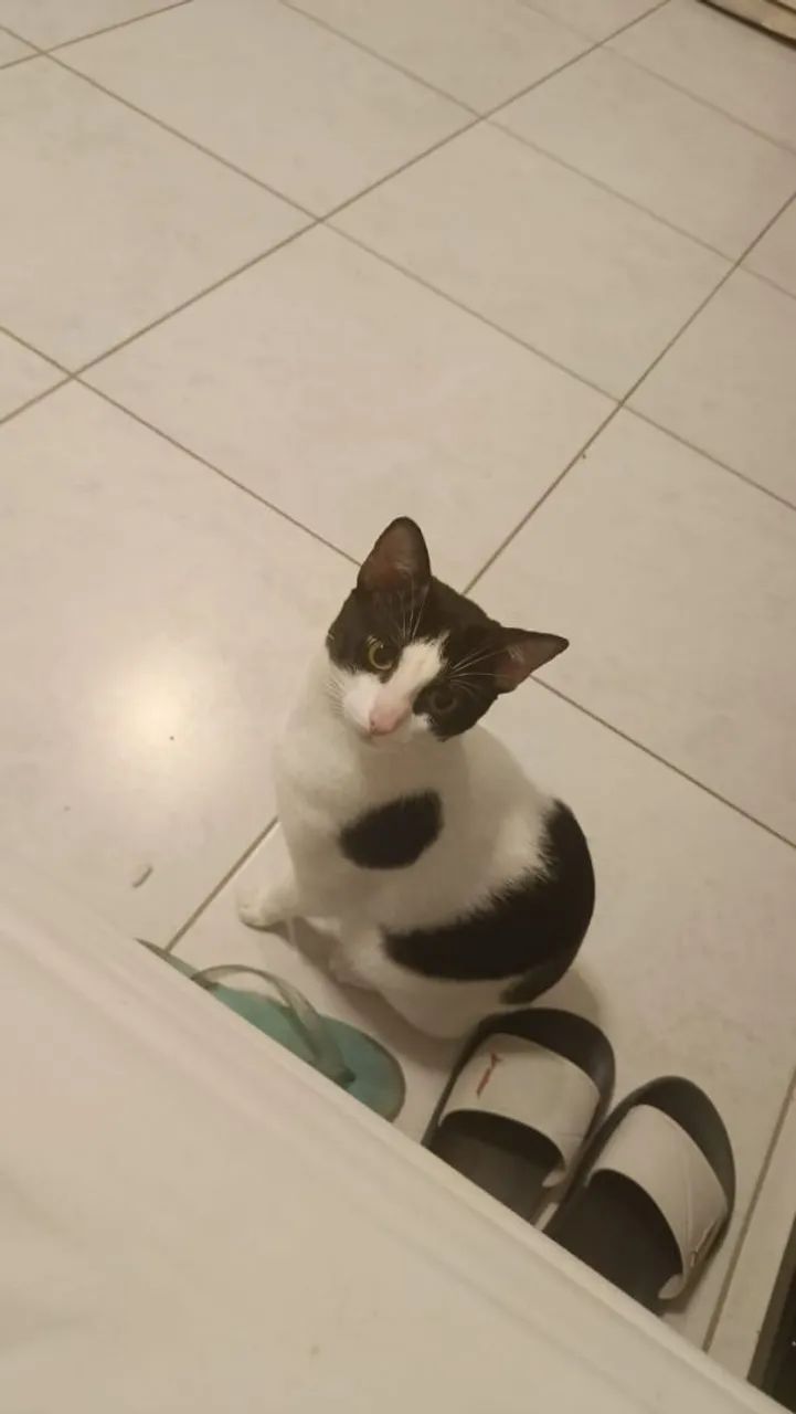 Doação de gato  - Foto 2