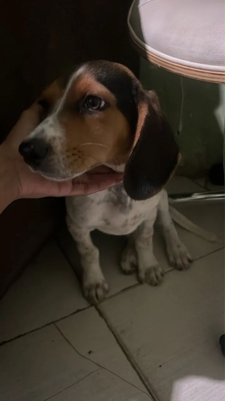 bigo com americano  - Foto 2