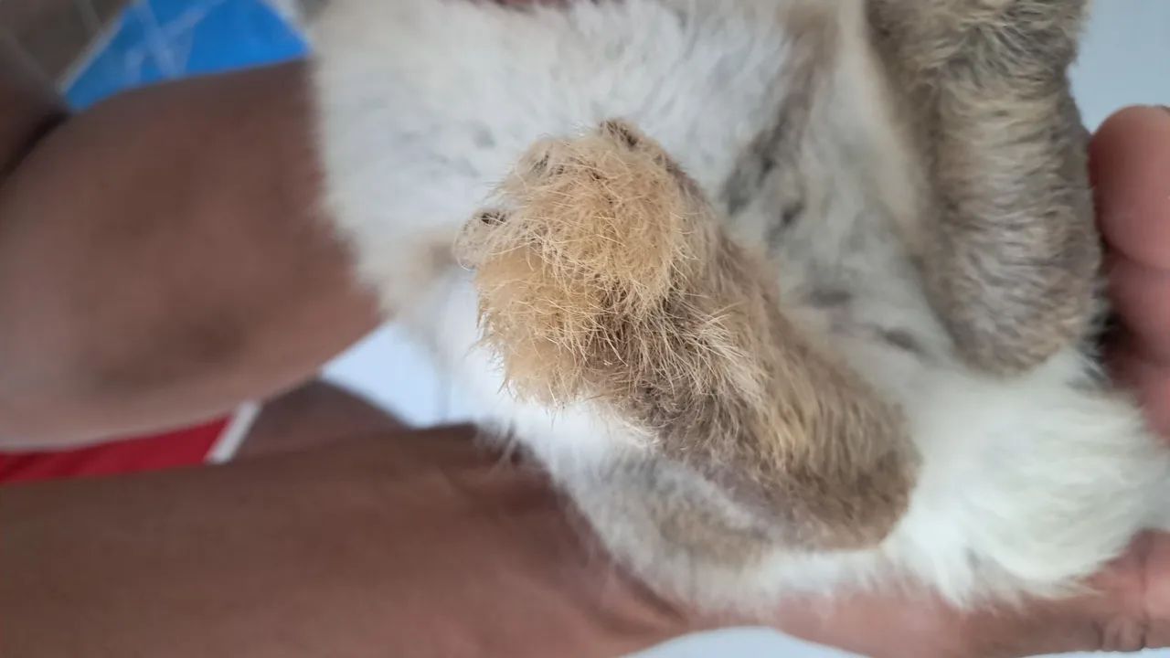 Rabbit64962660962563123