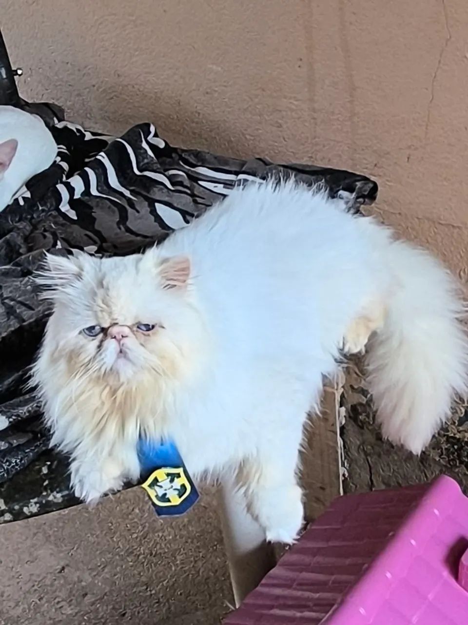 Gato persa macho - Foto 2