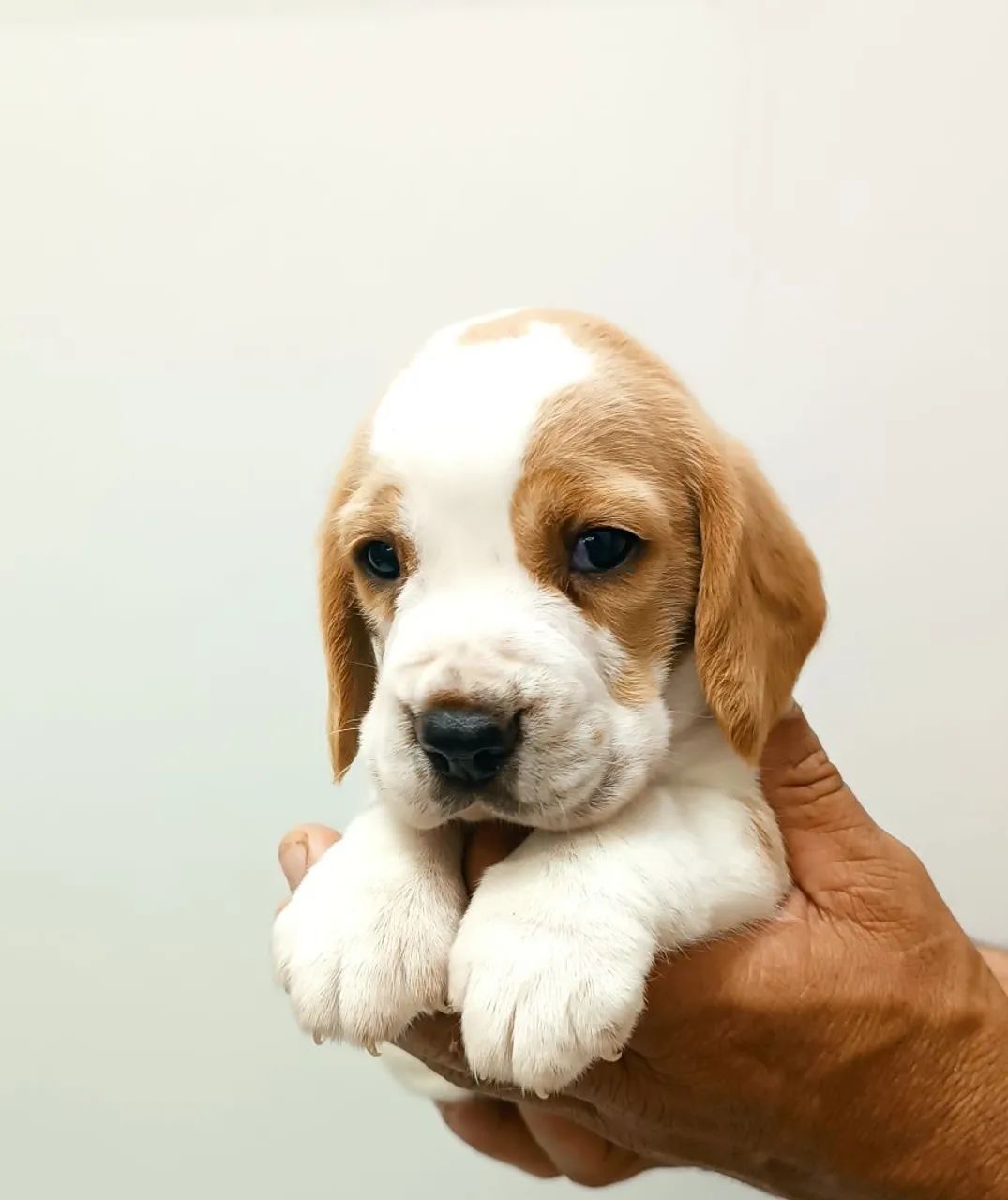 Filhotes de Beagle - Foto 3