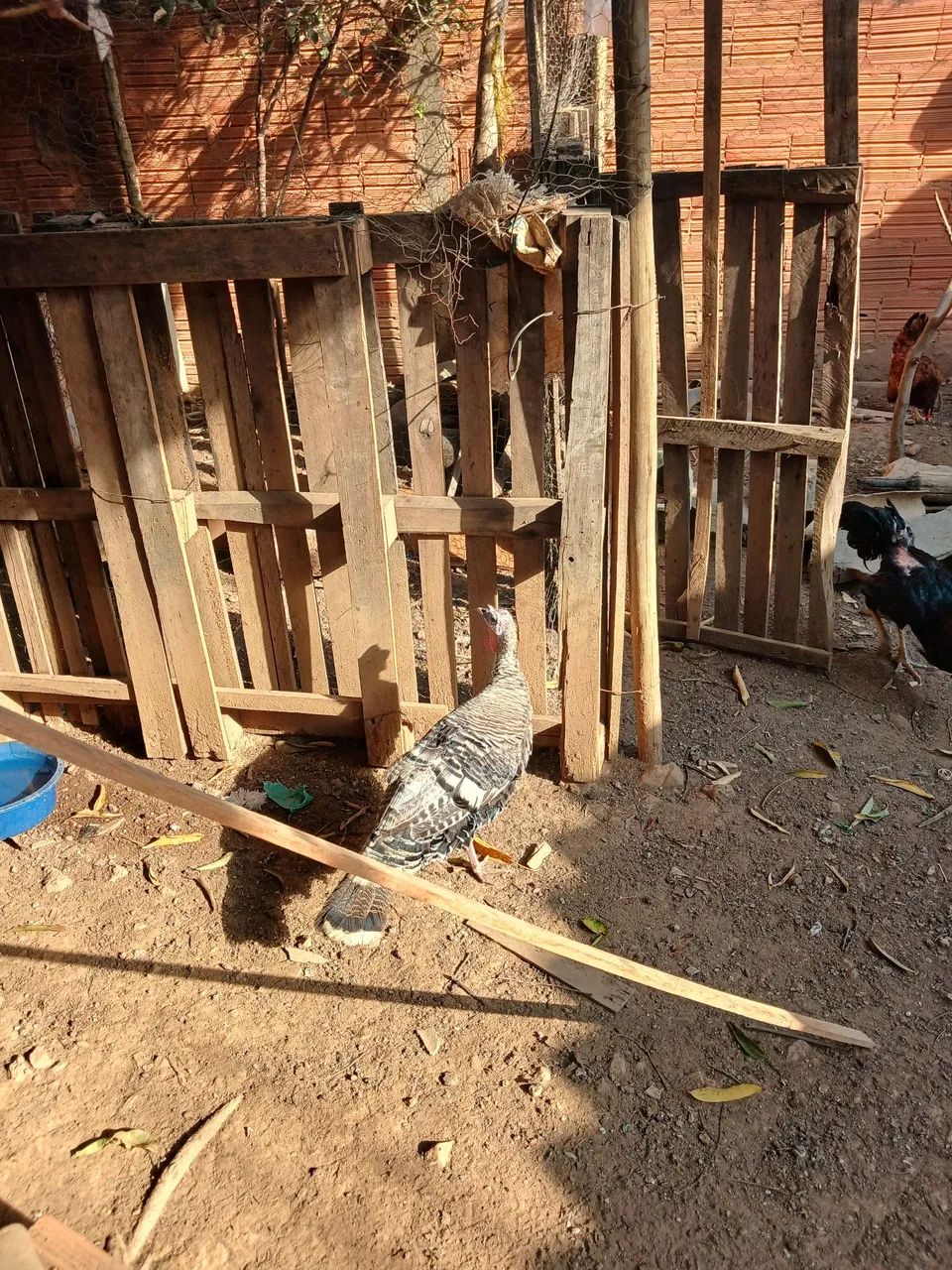 Perua - Foto 4