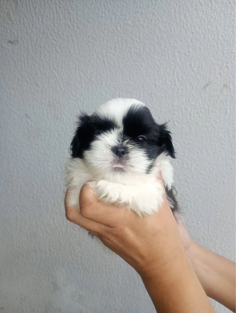 Cachorro