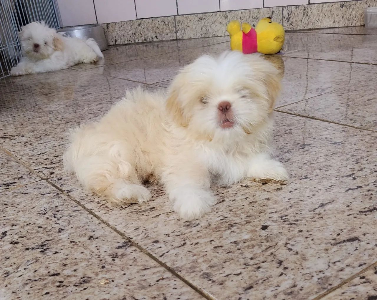 Lindos filhotes de Shitzu  - Foto 4