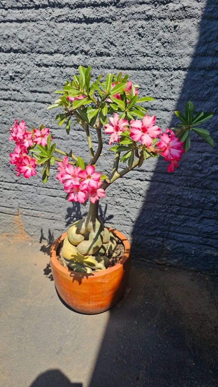 Rosa do Deserto - Foto 2