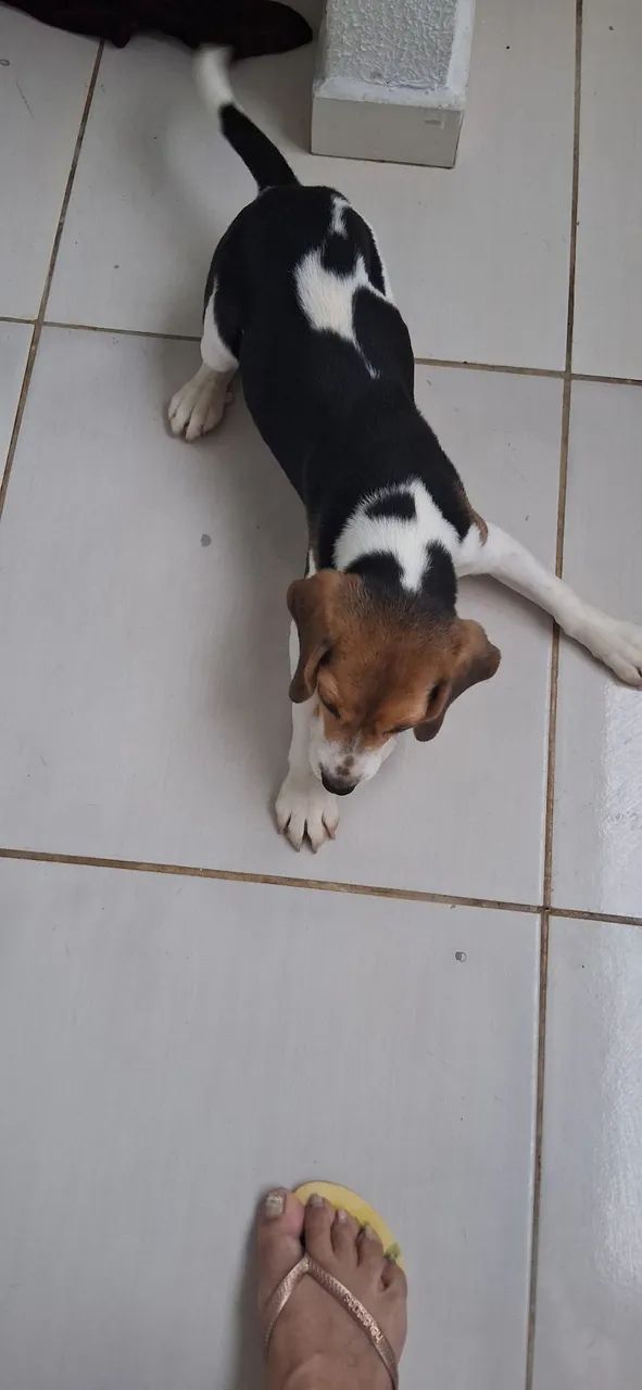 Cachorro - Foto 2
