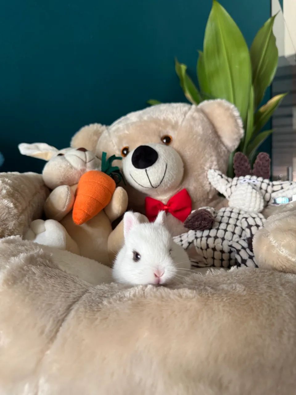 Mini coelho anão netherland 