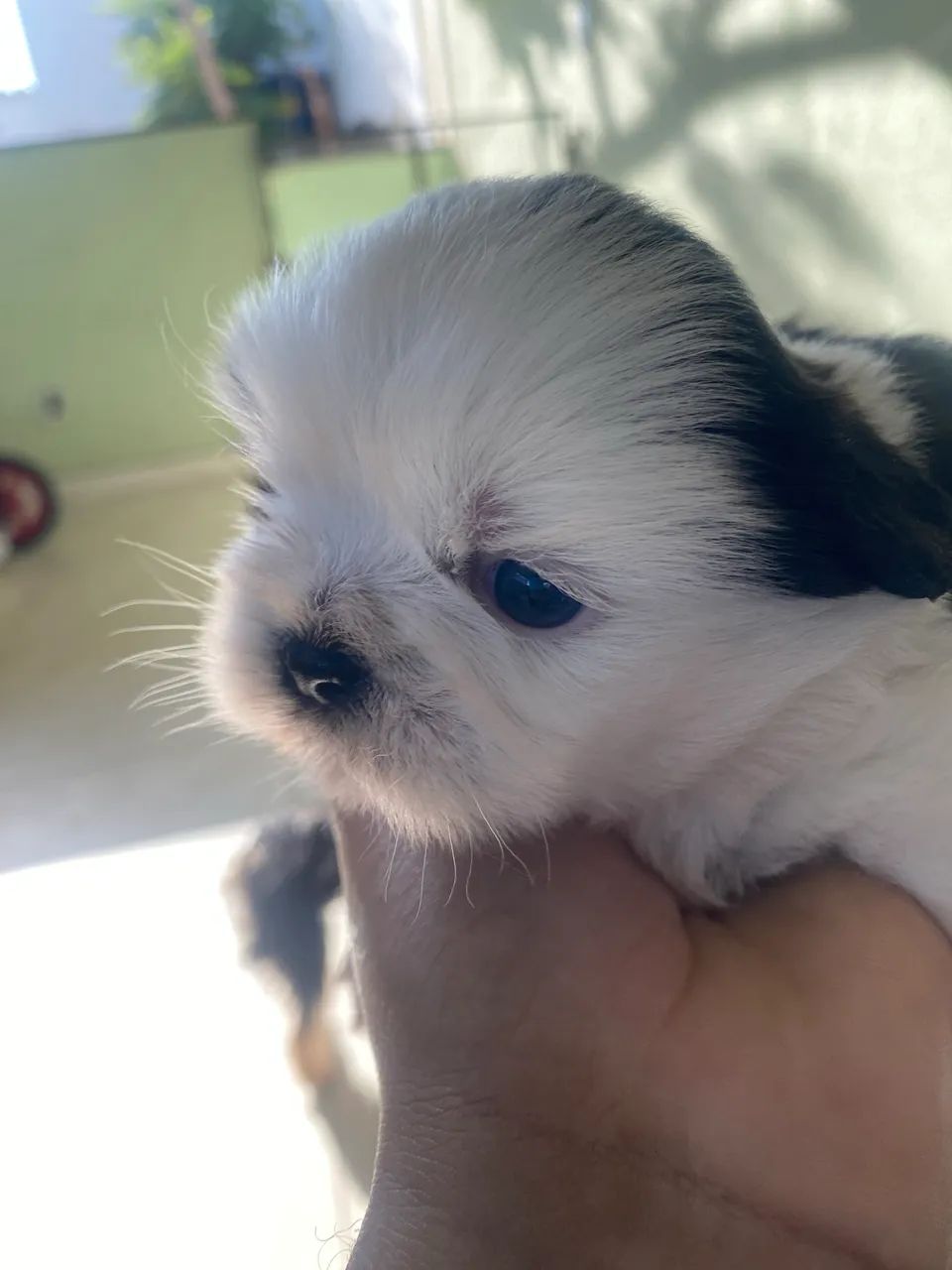 Cachorro 