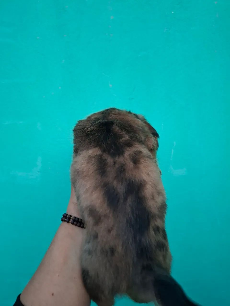 Macho Daschund (salsichinha) - Foto 4