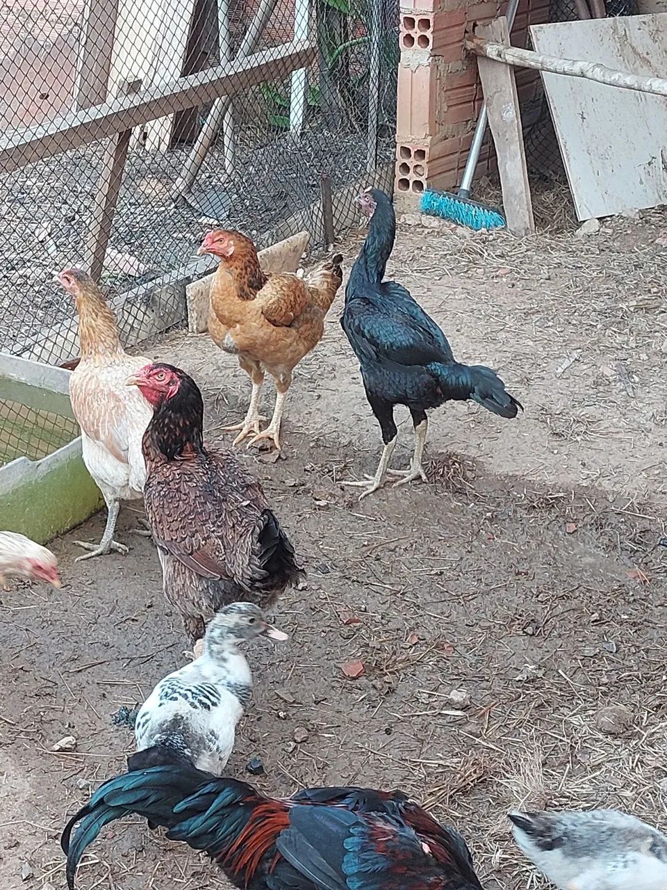 Galos ?  - Foto 5